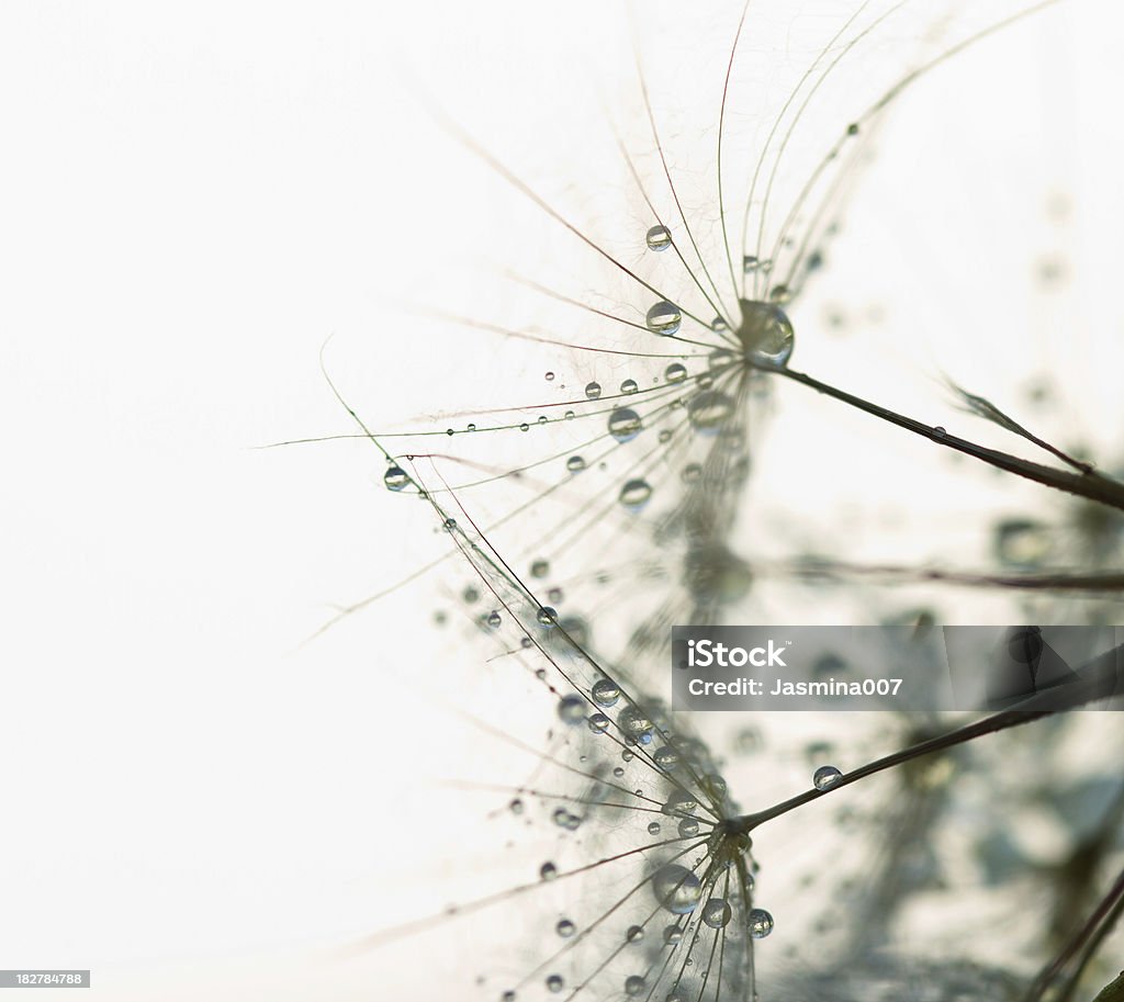 Wet dandelion seed with drops Close-up of wet dandelion seed with drops Dandelion Stock Photo