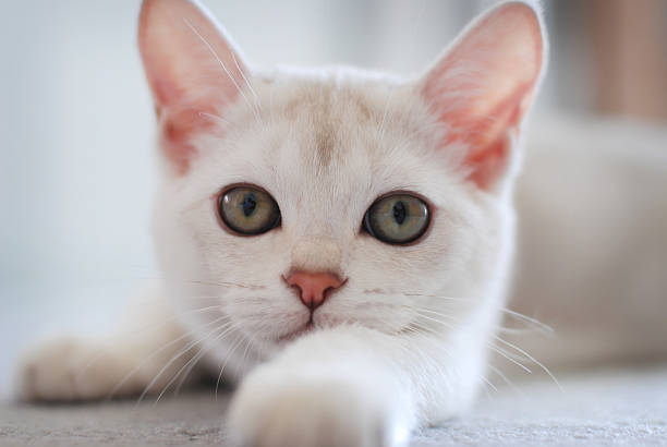 white cat with spots, leaning on railing of balcony, looking down from 3rg floor