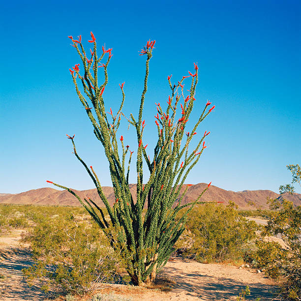 Ocotillo Cactus, Joshua Tree National Park, California This blooming cactus was photographed on an April morning of 2010 using 6x6 Ektar 100 film. ocotillo cactus stock pictures, royalty-free photos & images