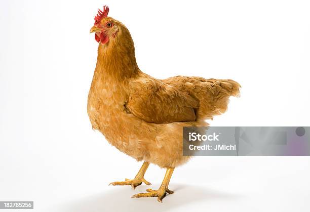 Photo libre de droit de Poulet Debout Sur Un Fond Lumineux banque d'images et plus d'images libres de droit de Bétail - Bétail, Faune, Fond blanc