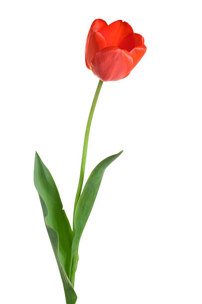 Tulip. Red flower on a white background. single flower photos stock pictures, royalty-free photos & images