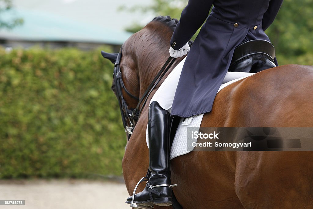 training A beautiful bay horse during a dressage program. Canon Eos 1D MarkIII. Dressage Stock Photo