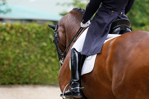 training A beautiful bay horse during a dressage program. Canon Eos 1D MarkIII. dressage stock pictures, royalty-free photos & images