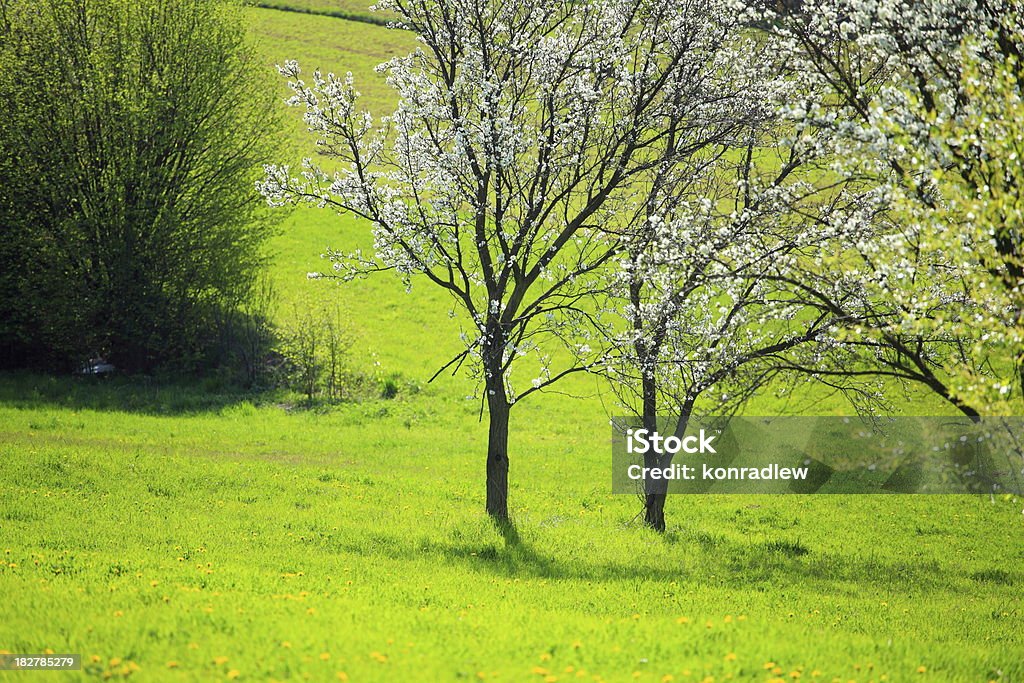 Árbol de flor abriéndose - Foto de stock de Aire libre libre de derechos