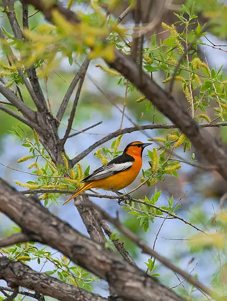 Adult male Bullock's Oriole (Icterus bullockii) perching in cottonwood tree.  Spring in Colorado.See all my BIRDS: