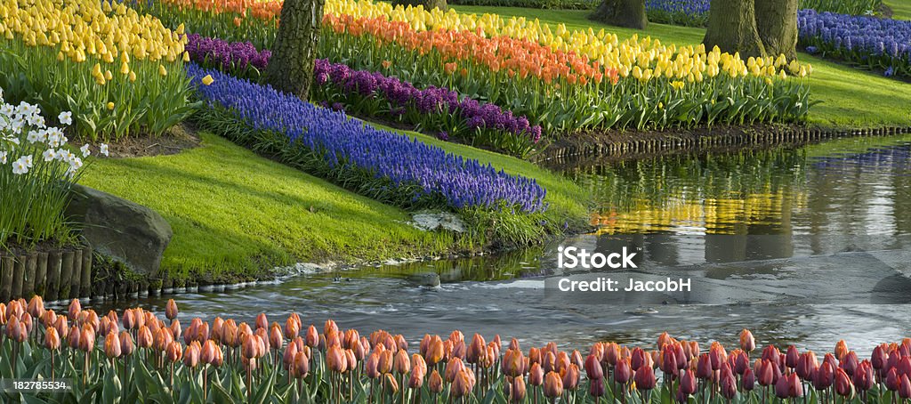 Printemps dans le parc - Photo de Arbre libre de droits