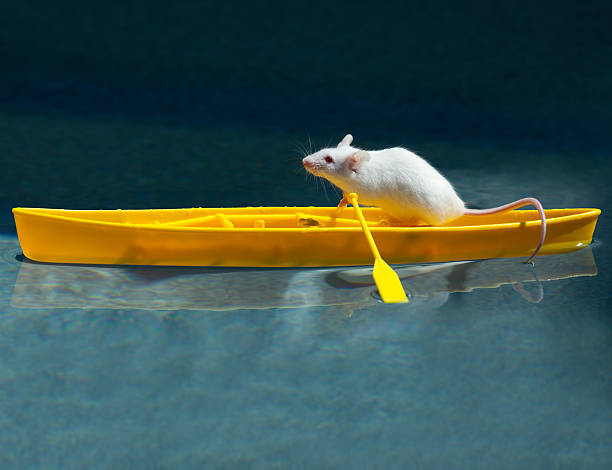 istock Bold White Mouse Explorer Canoes Through Tropical Waters 182785544