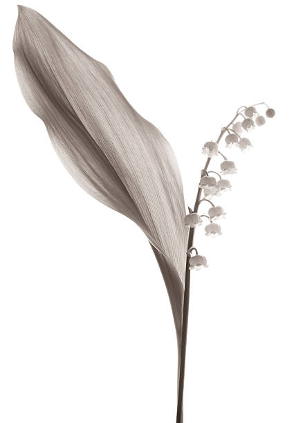 istock Lily of the valley 182785601