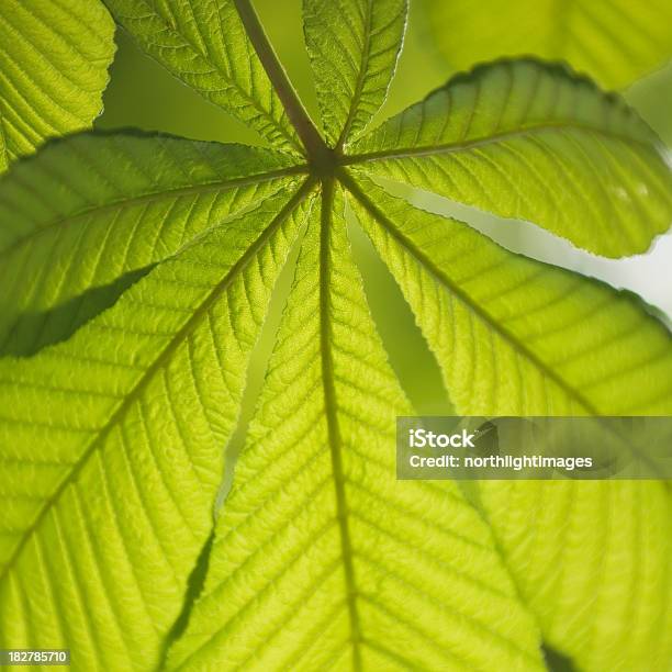 신선한 연둣빛 잎사귀 0명에 대한 스톡 사진 및 기타 이미지 - 0명, 계절, 나무