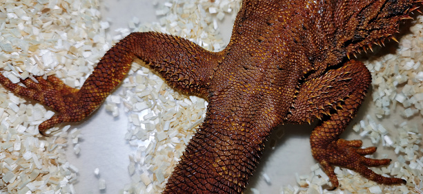 Skin part a Bearded dragon lizard terrarium