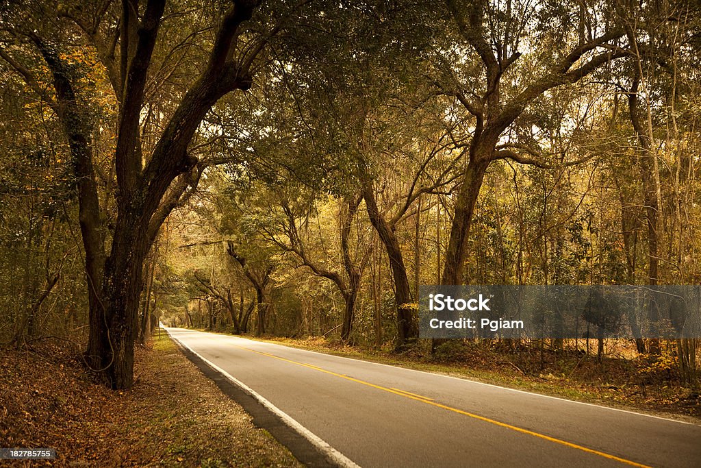 Plantation bosque carretera - Foto de stock de Carolina del Sur libre de derechos