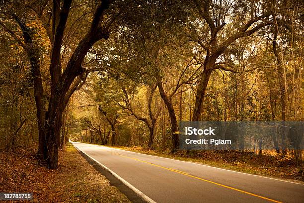 Foto de Plantation Floresta Highway e mais fotos de stock de Carolina do Sul - Carolina do Sul, Cena Rural, Baixo - Posição