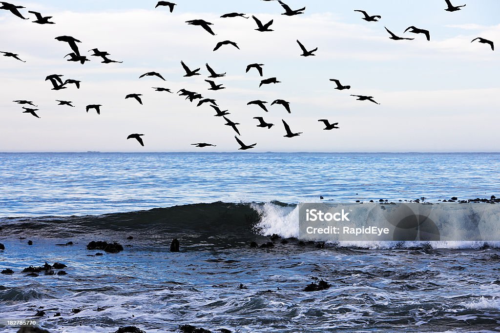 Bandada de cormorants volando sobre las olas - Foto de stock de Actividad libre de derechos