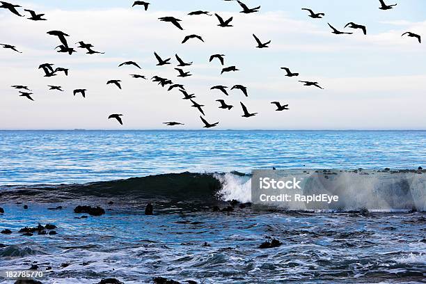 Bandada De Cormorants Volando Sobre Las Olas Foto de stock y más banco de imágenes de Actividad - Actividad, Actividad física, Aire libre