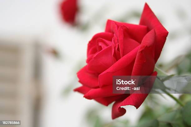 Rosso Rosa Su Sfondo Sfocato Oklahoma - Fotografie stock e altre immagini di Oklahoma - Oklahoma, Rosa - Fiore, Bellezza naturale