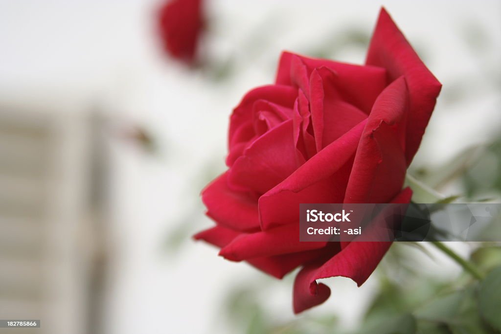 Красная роза на размытый фон Оклахома - Стоковые фото Оклахома роялти-фри