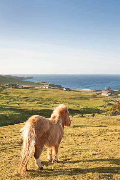 shetland pony - shetlandeilanden stockfoto's en -beelden