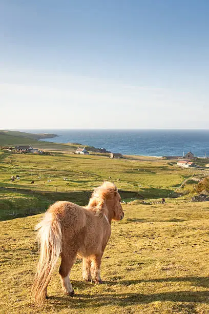 "An adorable Shetland Pony against an idyllic Blue sky in the Shetland Isles, Scotland, UK."