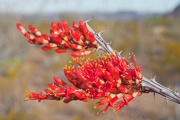 Ocotillo Blossom Close-up Ocotillo In Full Bloom at Big Bend National Park. ocotillo cactus stock pictures, royalty-free photos & images