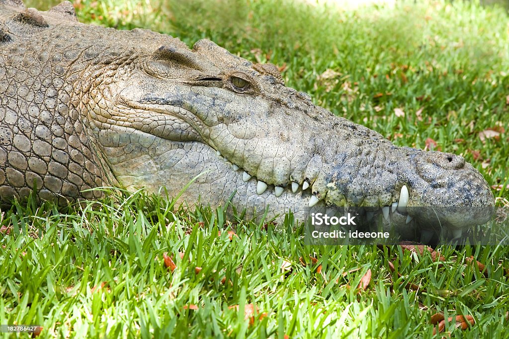 Crocodile profile Large Australian Saltwater Crocodile in close up profile Crocodile Stock Photo