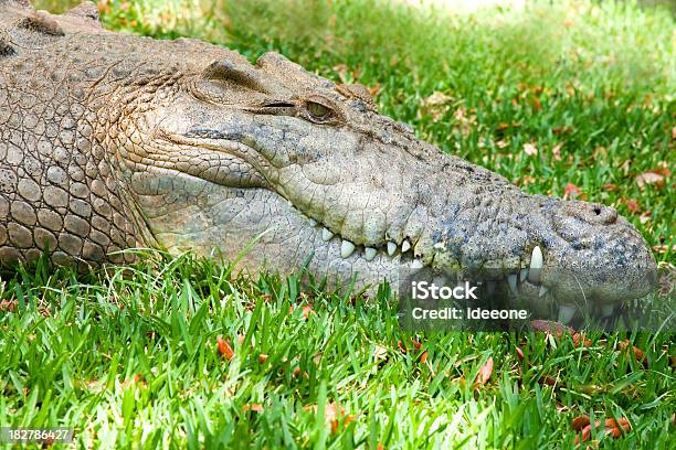 Crocodile Profile Stock Photo - Download Image Now - Crocodile, Profile View, Animal