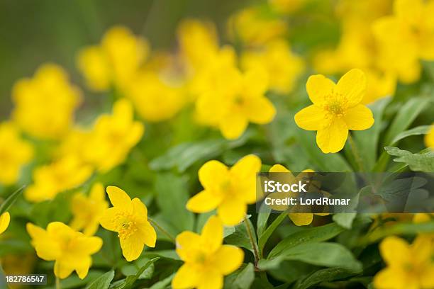 Amarelo Anémona Dos Bosques - Fotografias de stock e mais imagens de Amarelo - Amarelo, Anémona - Família do ranúnculo, Anémona dos bosques