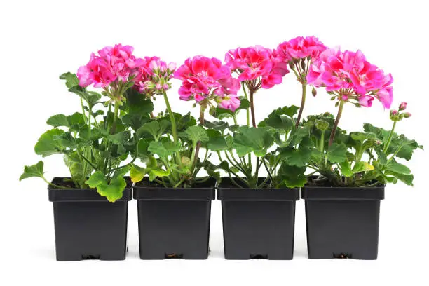 "Subject: Horizontal view of a row of plastic garden planter containers, planted with pink starter geranium plants"