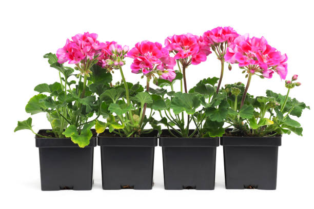 gerânio planta nova plantas no varejo recipiente de plástico panela em branco - geranium imagens e fotografias de stock