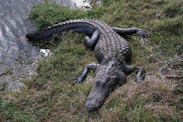 Alligator on the shore stock photo