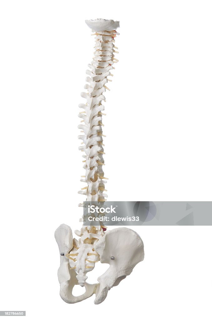 휴머니즘 척추 모델 - 로열티 프리 0명 스톡 사진