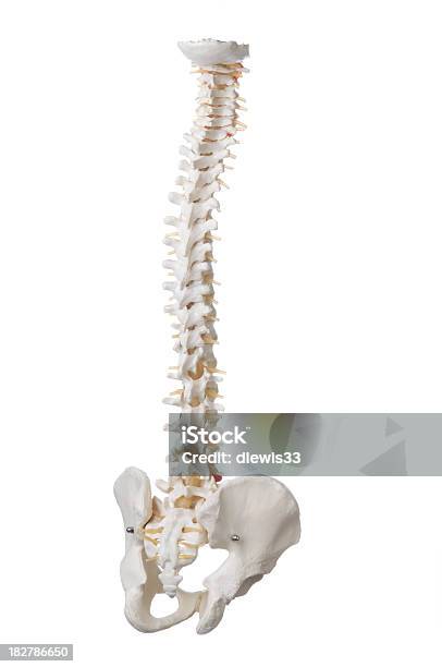 Modelo De Coluna Vertebral Humana - Fotografias de stock e mais imagens de Anatomia - Anatomia, Coluna vertebral humana, Corpo humano