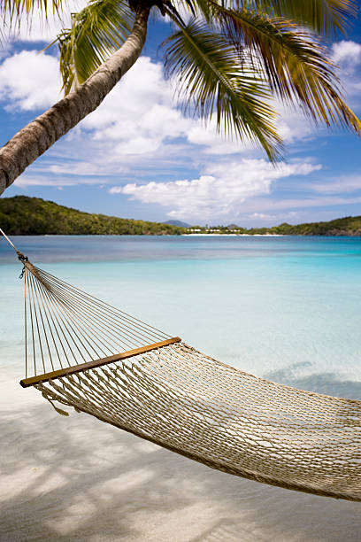 istock hammock and palm tree at the tropical beach 182786912
