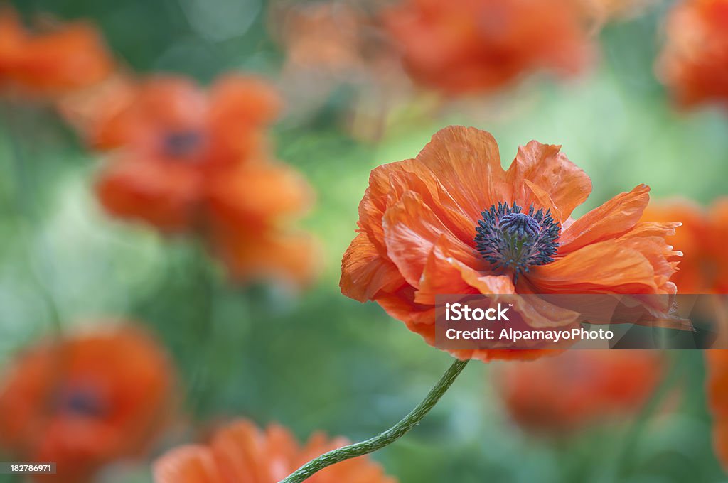 Оранжево-красный цветок поле-VIII - Стоковые фото Без людей роялти-фри