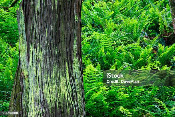 나무줄기 양치식물 임산 0명에 대한 스톡 사진 및 기타 이미지 - 0명, 나무, 나무 껍질