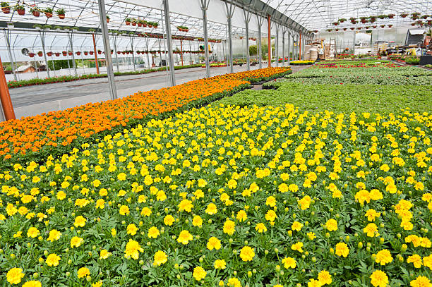 istock Marigolds in greenhouse 182787112