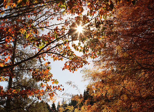 Autumn leaves backlit by the sun. This image was taken in New Zealand during the southern hemisphere autumn