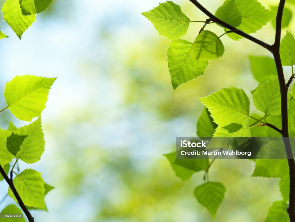 Fresco verde foglie - Foto stock royalty-free di Betulla