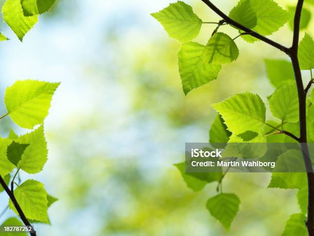 Fresco Verde Foglie - Fotografie stock e altre immagini di Betulla - Betulla, Composizione orizzontale, Controluce