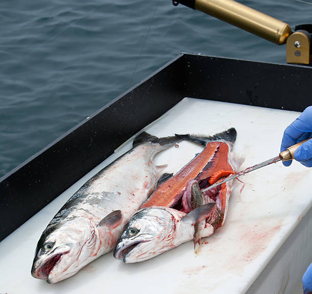 coho salmon get filleted "a pair of coho salmon, caught moments before from lake michigan are cleaned, and filleted by the captiain of the boat. his blue gloved hands holding a fillet knife which is lifting out a smaller fish that was eaten by one earlier in the day. the guts and roe can also be seen clearly." fish blood stock pictures, royalty-free photos & images