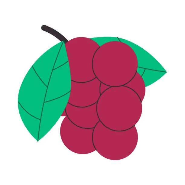 Vector illustration of bunch chokecherry or cranberry fresh nature fruit delicious taste organic food can be for health herbal medicine