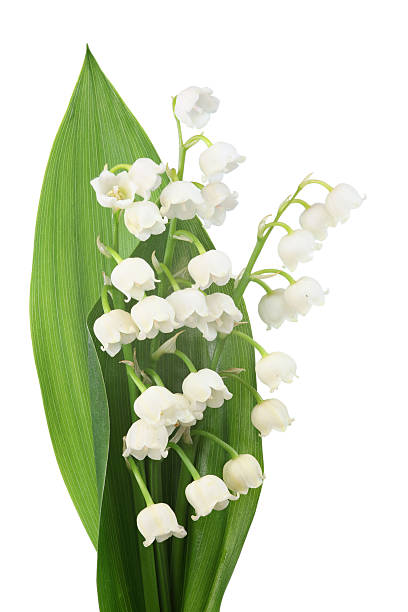 istock lily of the valley (convallaria majalis) isolated on white 182787543