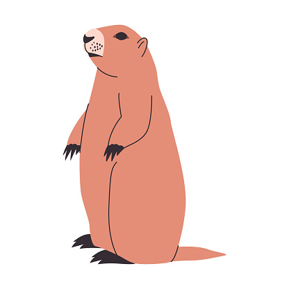 brown color groundhog or woodchuck standing pose wild nature rodent and mammal animal vector