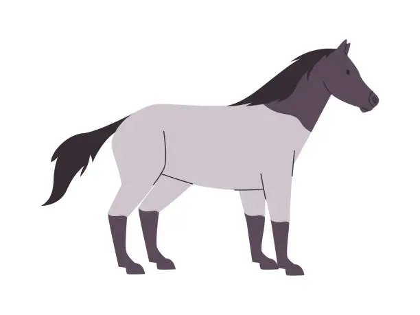 Vector illustration of white and gray color horse mare or stallion wild nature mammal animal have tail and power fast run