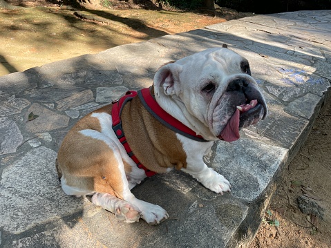 A female English bulldog with red harness looks up with a sad expression.