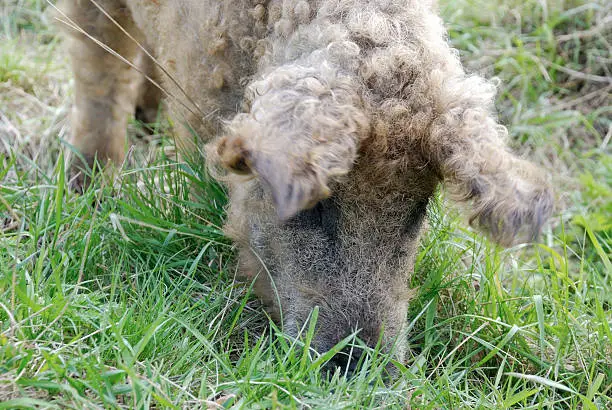 Curly-hair hog or Mangalitsa eating grass