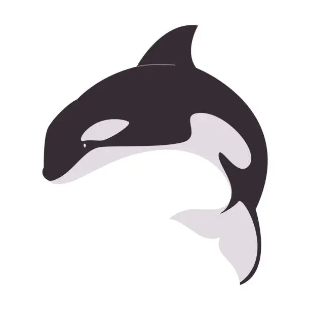 Vector illustration of black and white color orca big animal marine mammal large predator killer wild nature ocean