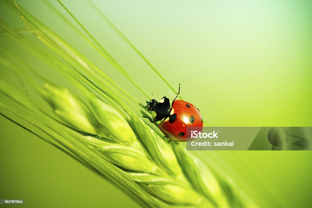 Mariquita sentado en un cono de trigo - Foto de stock de Aire libre libre de derechos