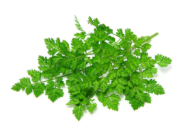 Chervil herbs on white background fresh Chervil on white chervil stock pictures, royalty-free photos & images