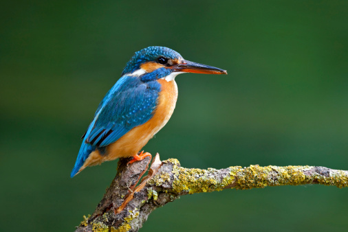 Beautiful female Common Kingfisher ( Alcedo atthis). Canon 5D Mark II and 4. 500mm L IS.