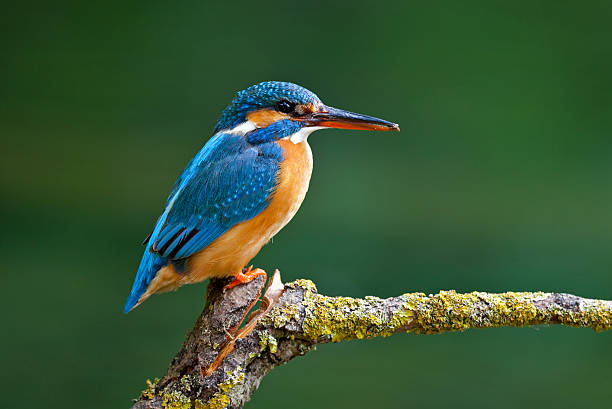 mulheres comuns kingfisher (alcedo atthis - guarda rios - fotografias e filmes do acervo